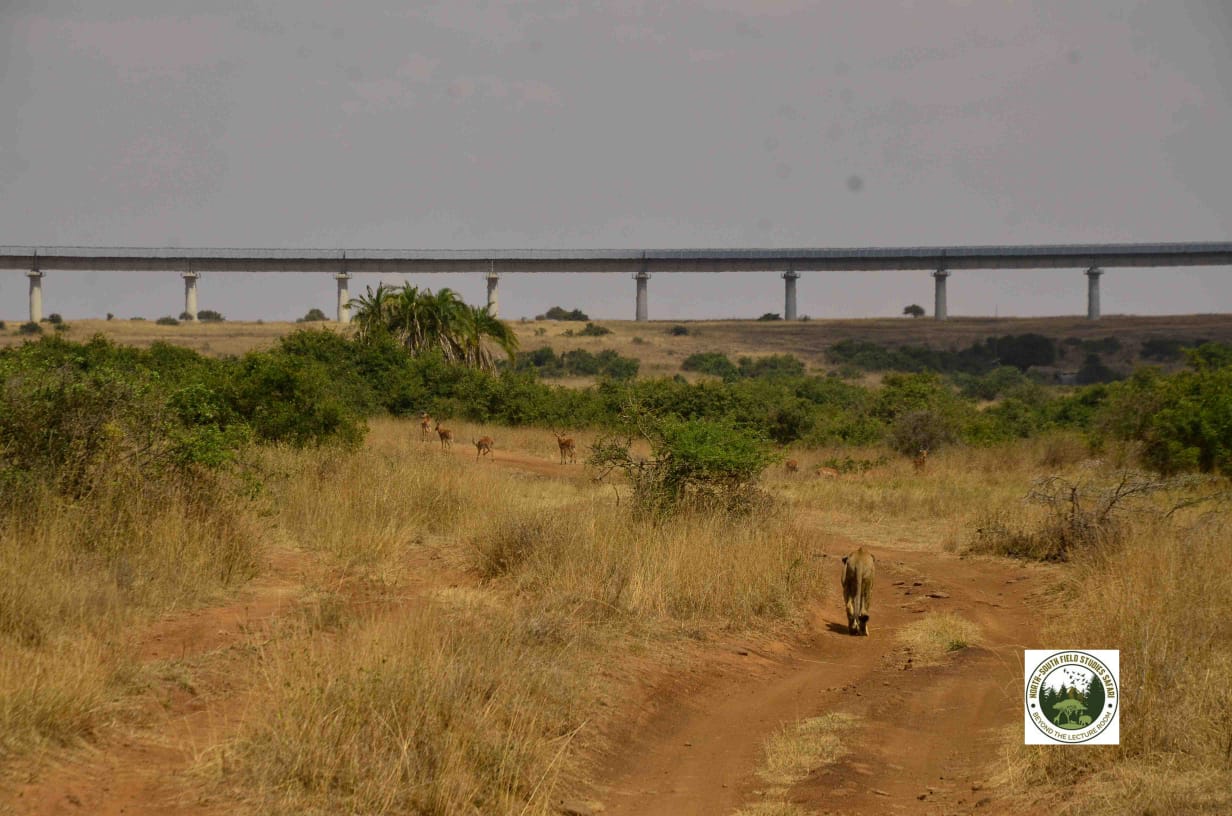 A lion in Nbi National Park lurking for a kill in the backdrop of the SGR, showing one of the sites you can visit for field studies.
