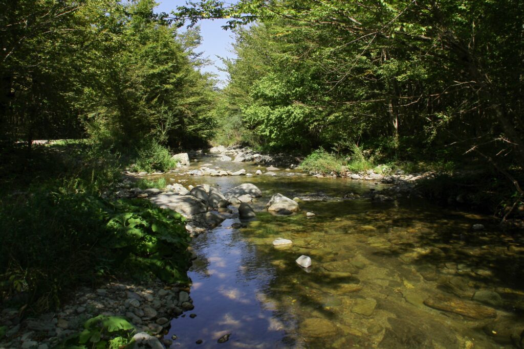 A picture of a river in the forest where students can go for experiential learning