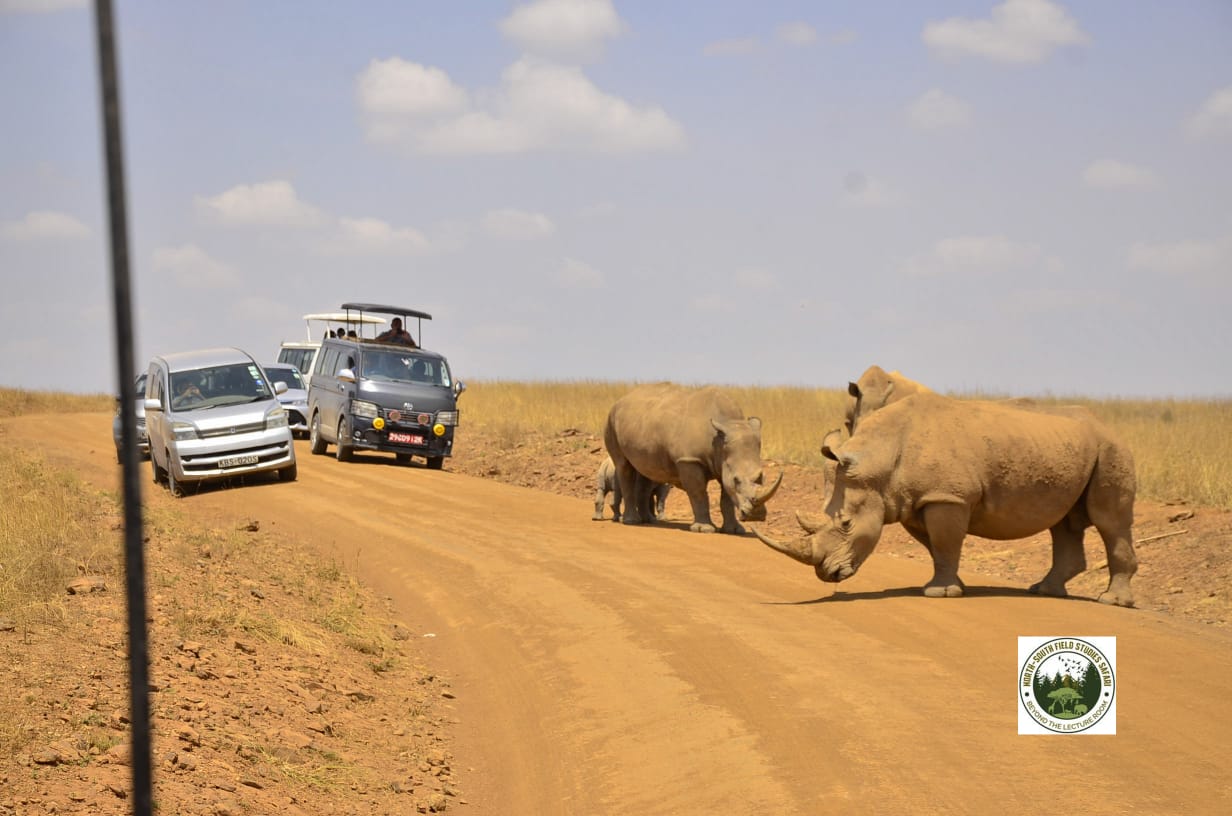 Image of rhinos in the middle of the road with tour vans on the other end to show the human-wildlife conflict lessons that await in the field studies adventure; it's taken on Nairobi National Park to tick the Study Abroad box.