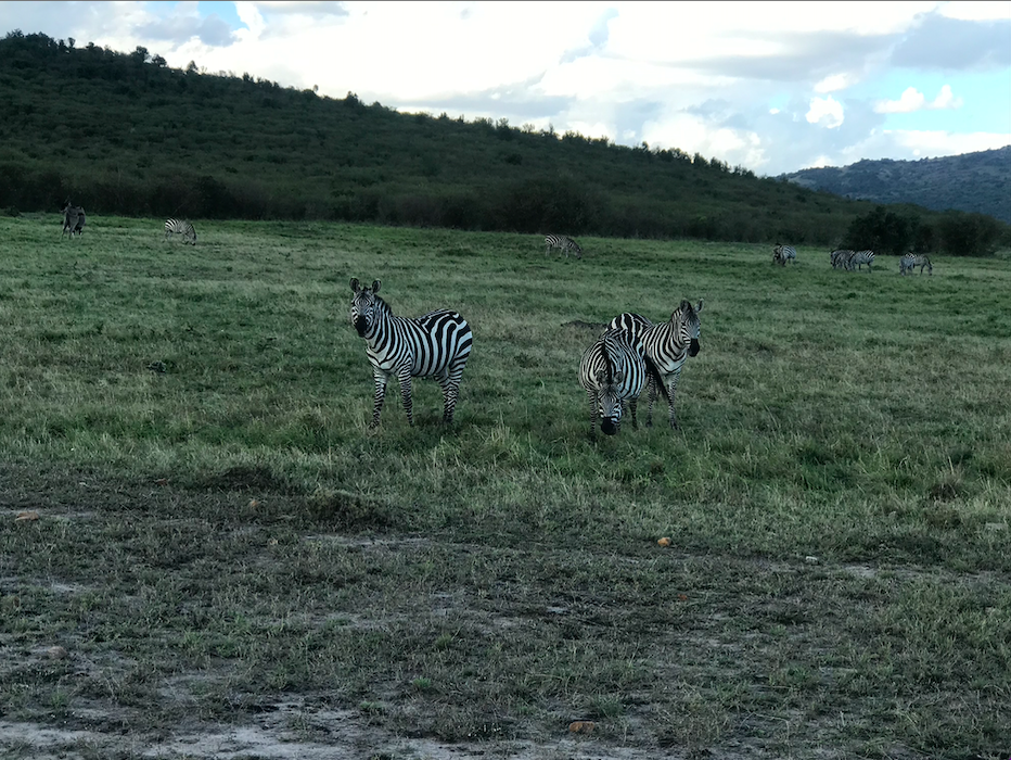 A picture of a group of zebras in an open savanna in Masai Mara National Park, which you can visit for field studies