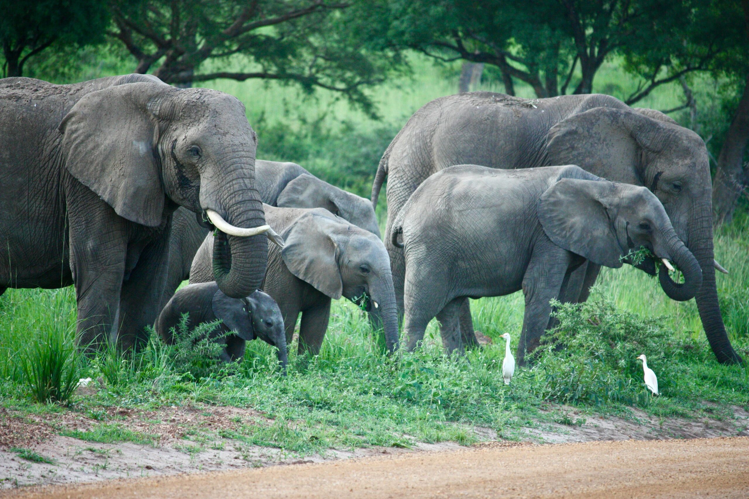 A black-and white picture of a herd of the African elephant with young ones