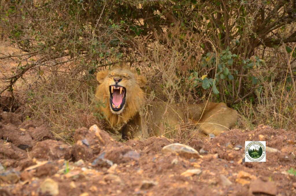 A close up picture of a yawning lion lying beneath a shrub in Nairobi National Park in Kenya during a study abroad safari
