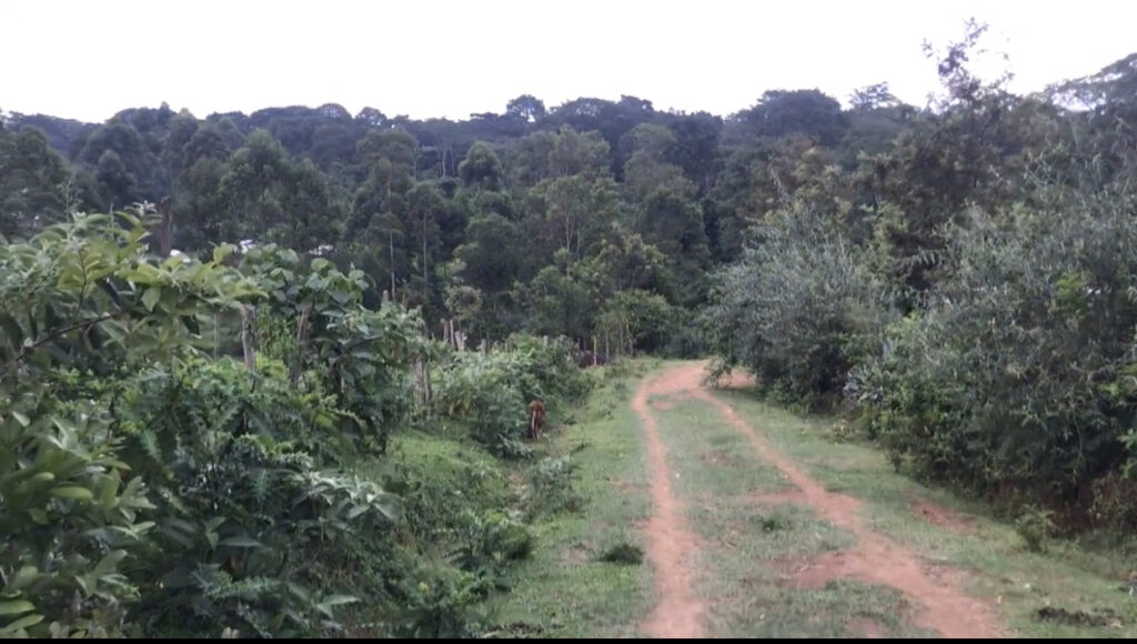 A picture of a path leading into a forest, to depict Arabuko Sokoke Forest