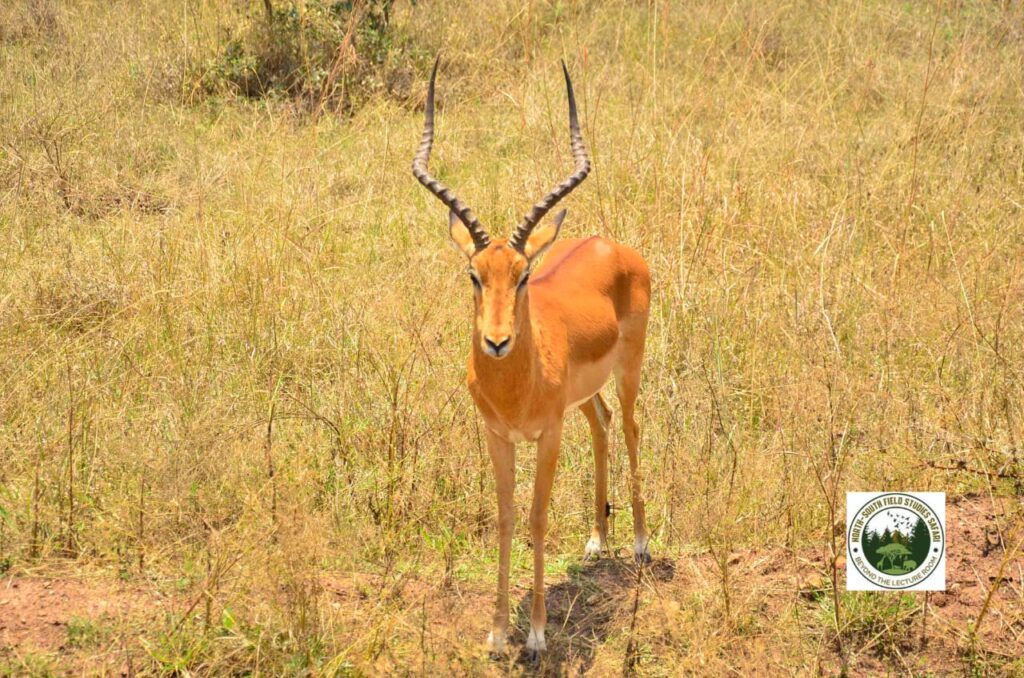 A picture of a gazelles in Nairobi National Park, one of the attractions awaiting in the study abroad adventure