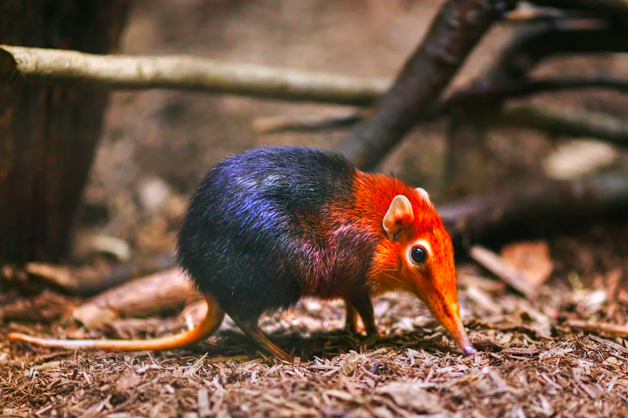 An image of the endangered Golden Ramp Elephant Shrew