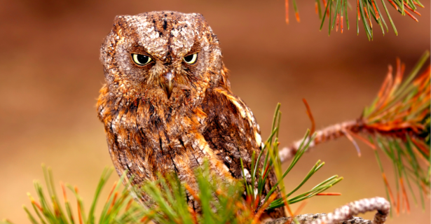 A picture of the Sokoke Scoops Owl, an endangered bird that'll help you learn conservation and climate change mitigation tactics for species protection