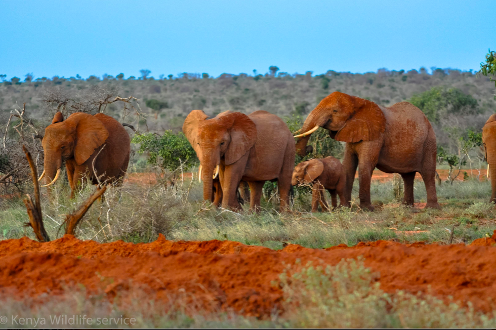 A picture of a herd adult and young red elephants in the open grassland of Tsavo East National Park where you can visit during your study abroad trip.