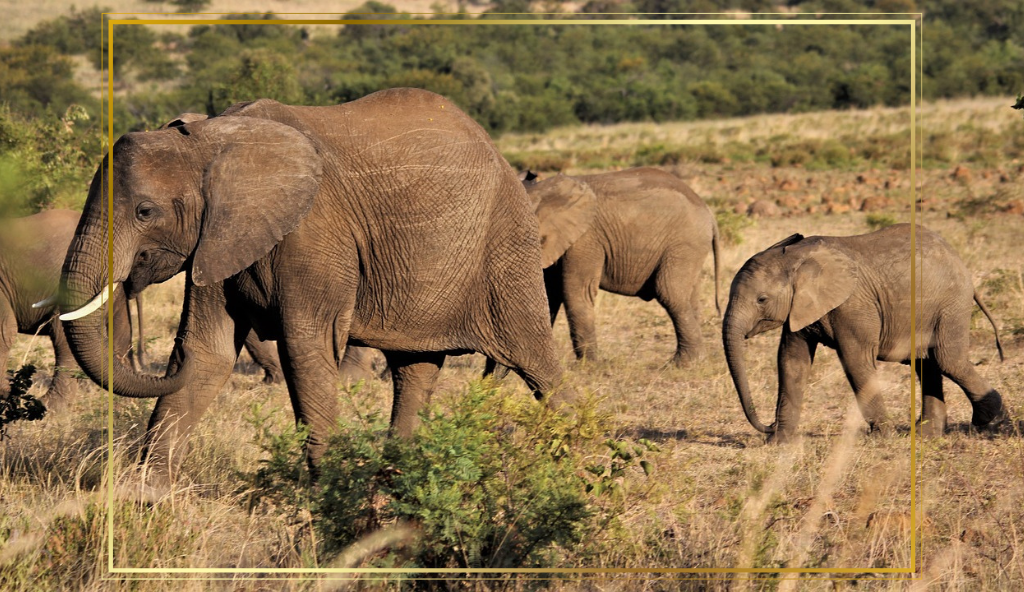 Connect with NSFSS on Facebook