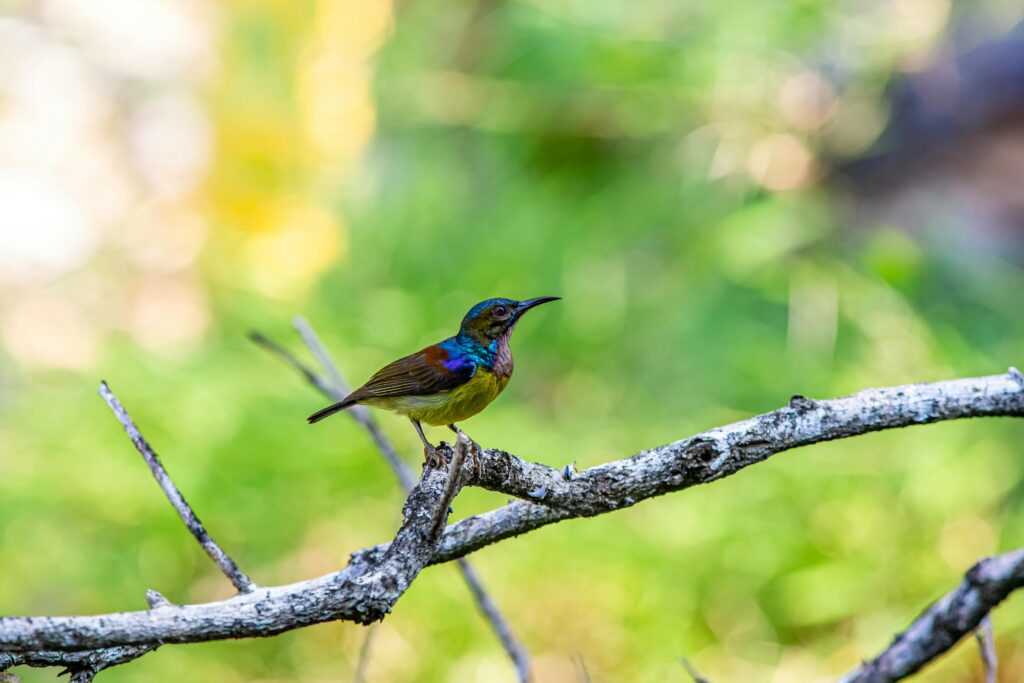 A picture of a brown-throated sunbird perched on a branch 