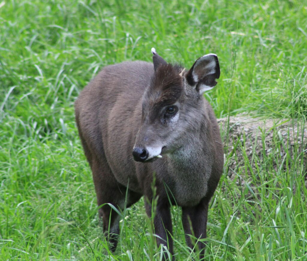 A picture of an  Ader's Duiker to show you the various species you'll see in Arabuko Sokoke Forest